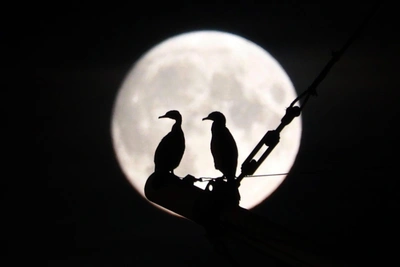 Цветочное полнолуние в Скорпионе: советы на 1 мая 2026