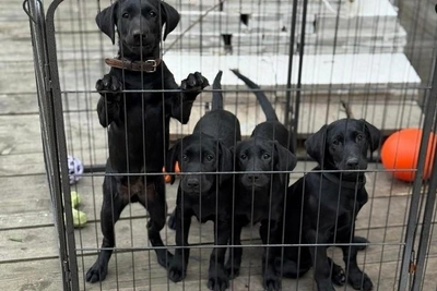 Adorable Puppies to Join Arkhangelsk Rescue Service