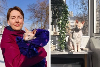 Сфинкс Мистер Босли обрел любящую семью