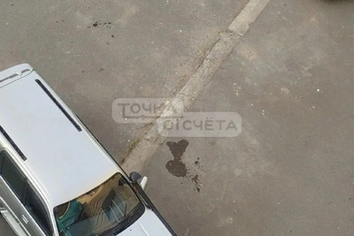 Житель Холмска выбросил кота с пятого этажа