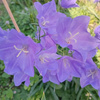 userpic__Beauty