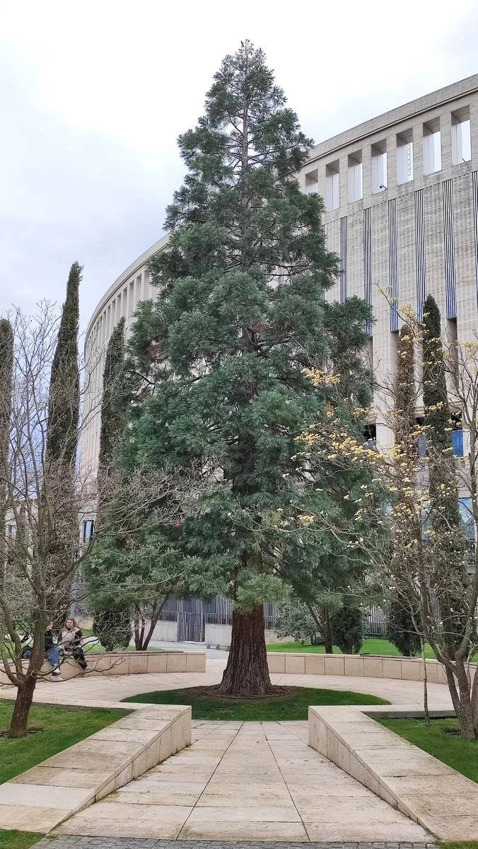 Секвойя в парке «Краснодар» | Источник: Юрий Родригез / «РашнЮг»