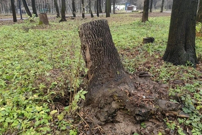Жители Рязани критикуют вырубку деревьев в ЦПКиО