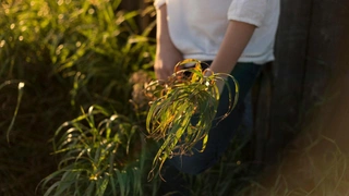 Что посадить после чеснока: советы для дачников
