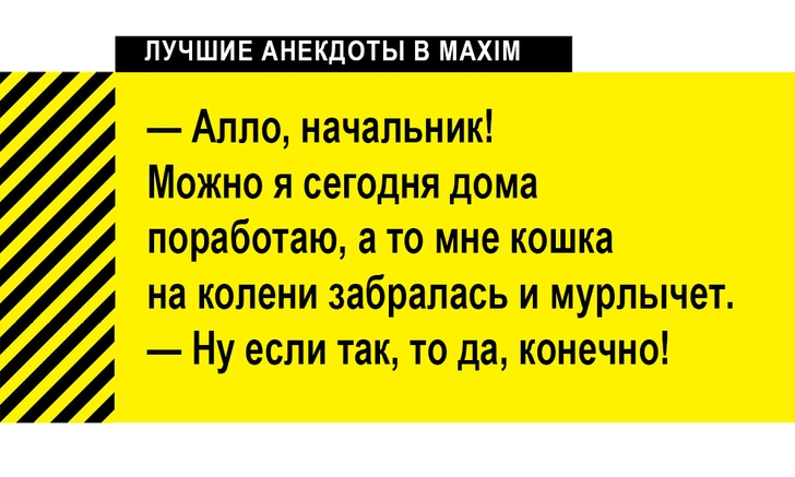 Лучшие анекдоты о кошках и котах | maximonline.ru