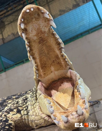 В течение жизни крокодилы могут сменить тысячу зубов | Источник: CrocChronicles