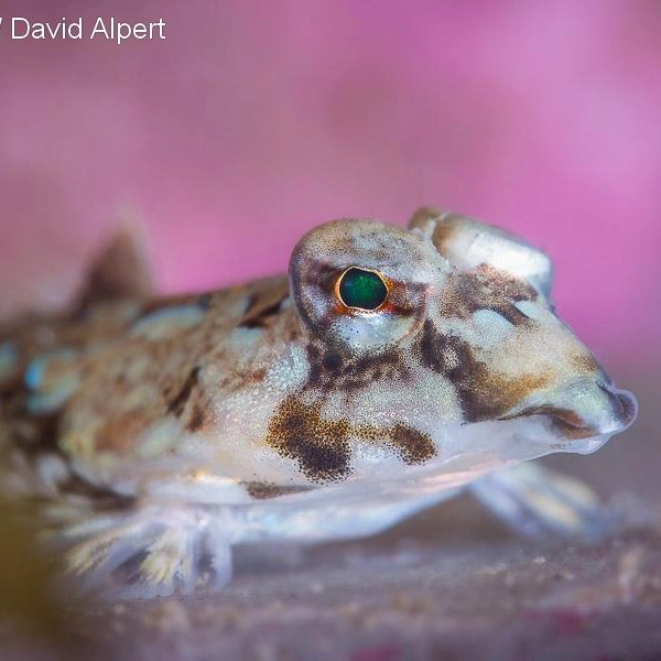 Финалист в номинации «Макросъемка в британских водах» | Источник: David Alpert / Underwater Photographer of the Year 2025