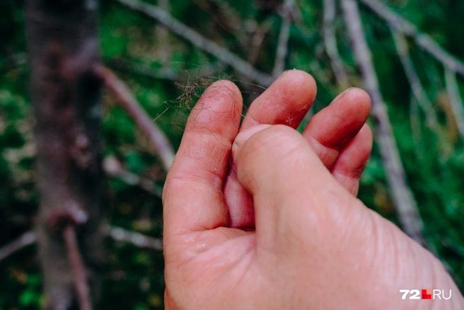 Абдулла чутко следит за природой, замечает следы шорохи. Даже шерсть на дереве он увидел издалека и определил, что она медвежья | Источник: Анастасия Малышкина / 72.RU
