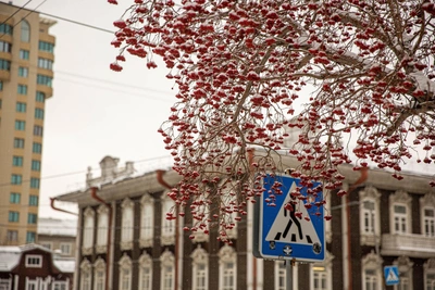 Погода в Новосибирске в 2026 году: прогноз сервисов