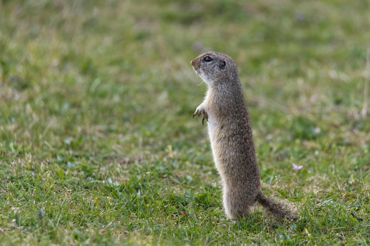 Источник: MMCez/Shutterstock/Fotodom.ru