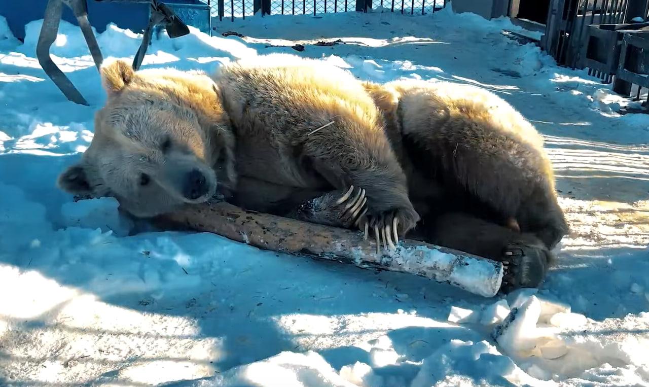 Медведица 1 час. Медведь проснулся роев ручей. Роев ручей Красноярск зимой. Медведь зимой.