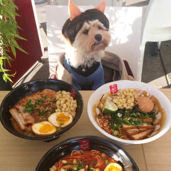 Фото №1 - Бездомный пес голодал, а сейчас обедает в лучших ресторанах