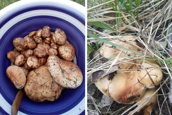 Другое название коровников — свинухи | Источник: «Грибы. Грибники Омска и Омской области» / omskmushroom / vk.com