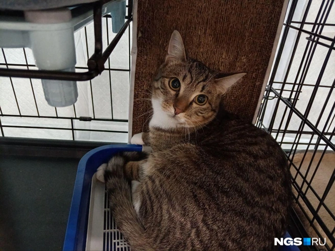 Этого котика зовут Этьен | Источник: Рихарда Лем / NGS.RU