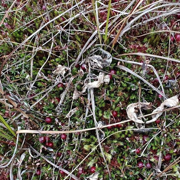 Источник: Павел Глазков / «Каждой твари по паре»