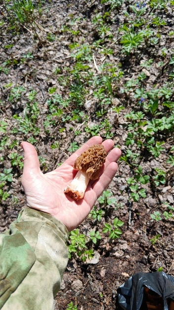 Сморчки мужчина собирал в поселке Кошево в Мошковском районе | Источник: Дима Бонд / «Грибы и грибные места Новосибирск НСО форум 2025» во «ВКонтакте»
