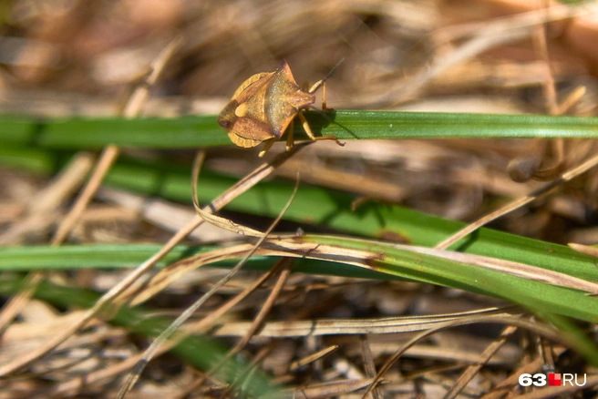 Насекомые уже проснулись и очень голодны | Источник: Роман Данилкин / 63.RU