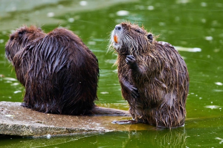 Иногда они возвращаются: в Великобритании выпустят в дикую природу почти сотню бобров