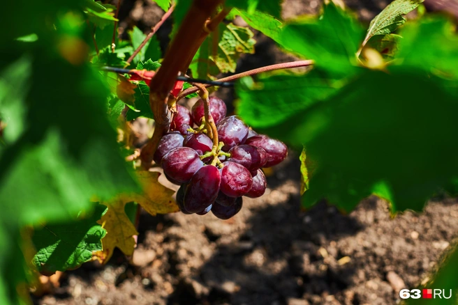 Тем не менее самарский климат подходит для выращивания и крупного винограда | Источник: Роман Данилкин / 63.RU