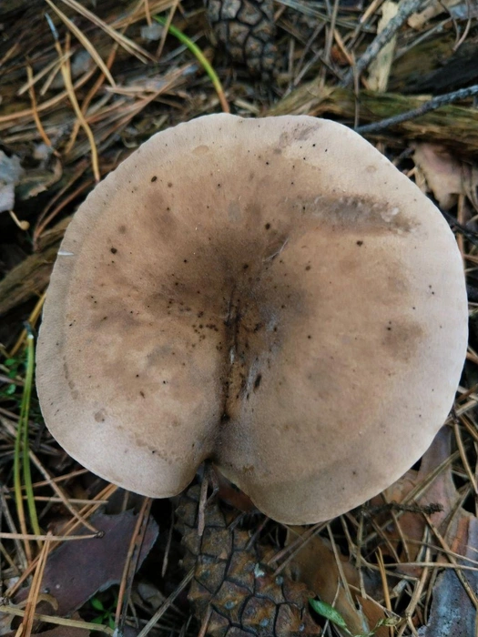 Гриб похож на говорушку семейства рядковых | Источник: читатель 63.RU