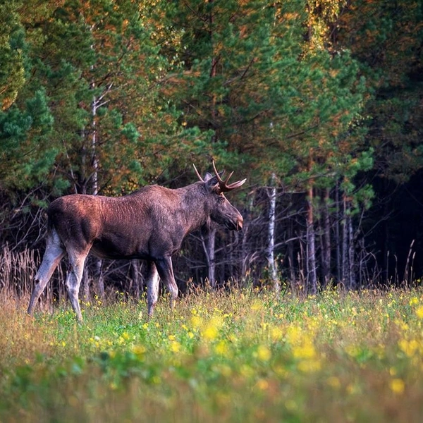 Источник: Виталий Бодрягин / t.me