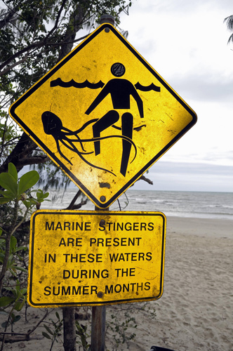 Почему на пляжах Австралии можно купаться только в колготках