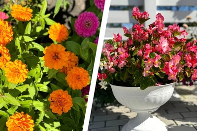 Чем украсить дачу или балкон: рекомендации садовода