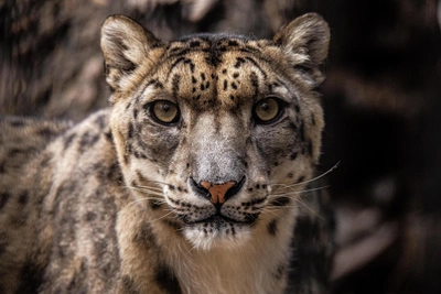 Неуловимого снежного барса сняли на Алтае