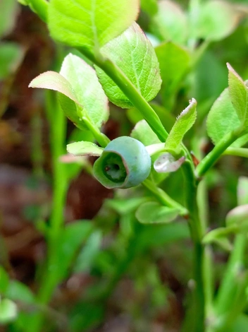 Источник: Вероника Черанева