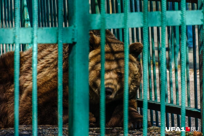 Вспомнил детство, похоже | Источник: Булат Салихов / UFA1.RU