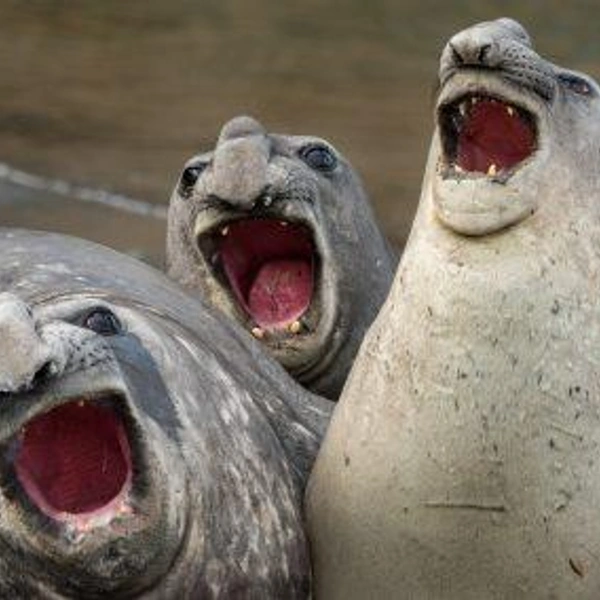 Источник: Nature Photographer of the Year