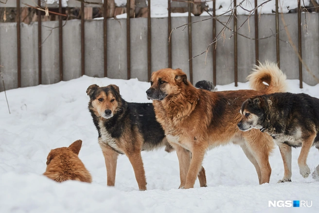 Юрист уверен, что депутаты подходят к решению проблемы не с того конца | Источник: Александр Ощепков / NGS.RU