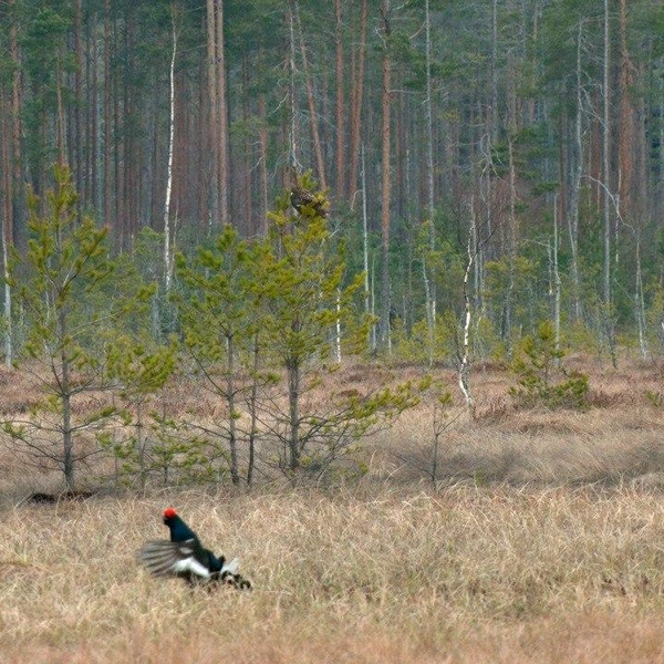 Источник: Павел Глазков / «Каждой твари по паре»