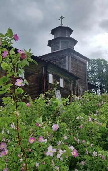 Источник: wild_kitsu / Instagram (деятельность запрещена в РФ)