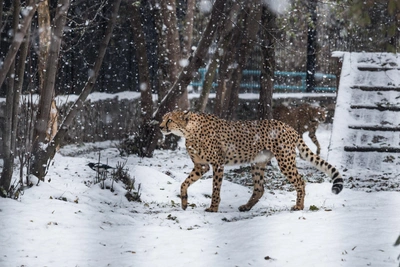 Самый быстрый хищник планеты живёт в Новосибирском зоопарке