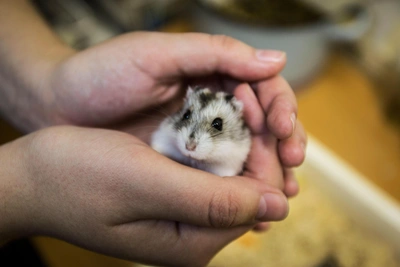 От хомяков до кабанов: бешенство в Воронежской области