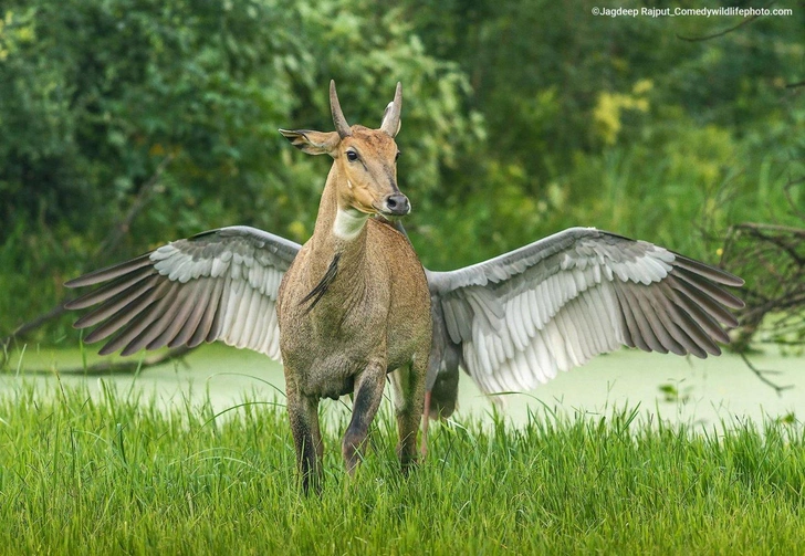 Самые смешные фото животных — лето 2026 года | Источник: Comedy Wildlife Photography Awards