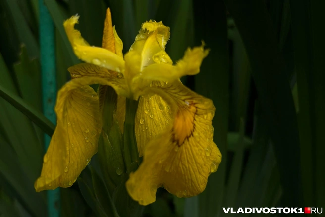 Зима рядом | Источник: Елена Буйвол / VLADIVOSTOK1.RU