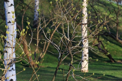 Прогноз погоды в Алтайском крае на следующую неделю