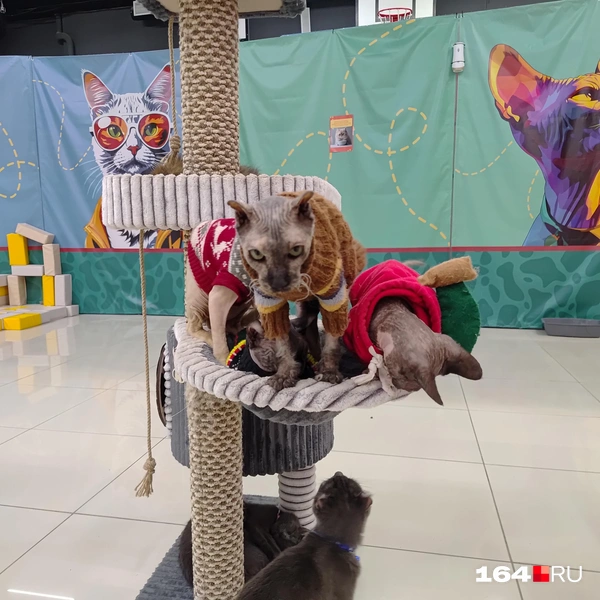 Источник: Сергей Гендин / 164.RU