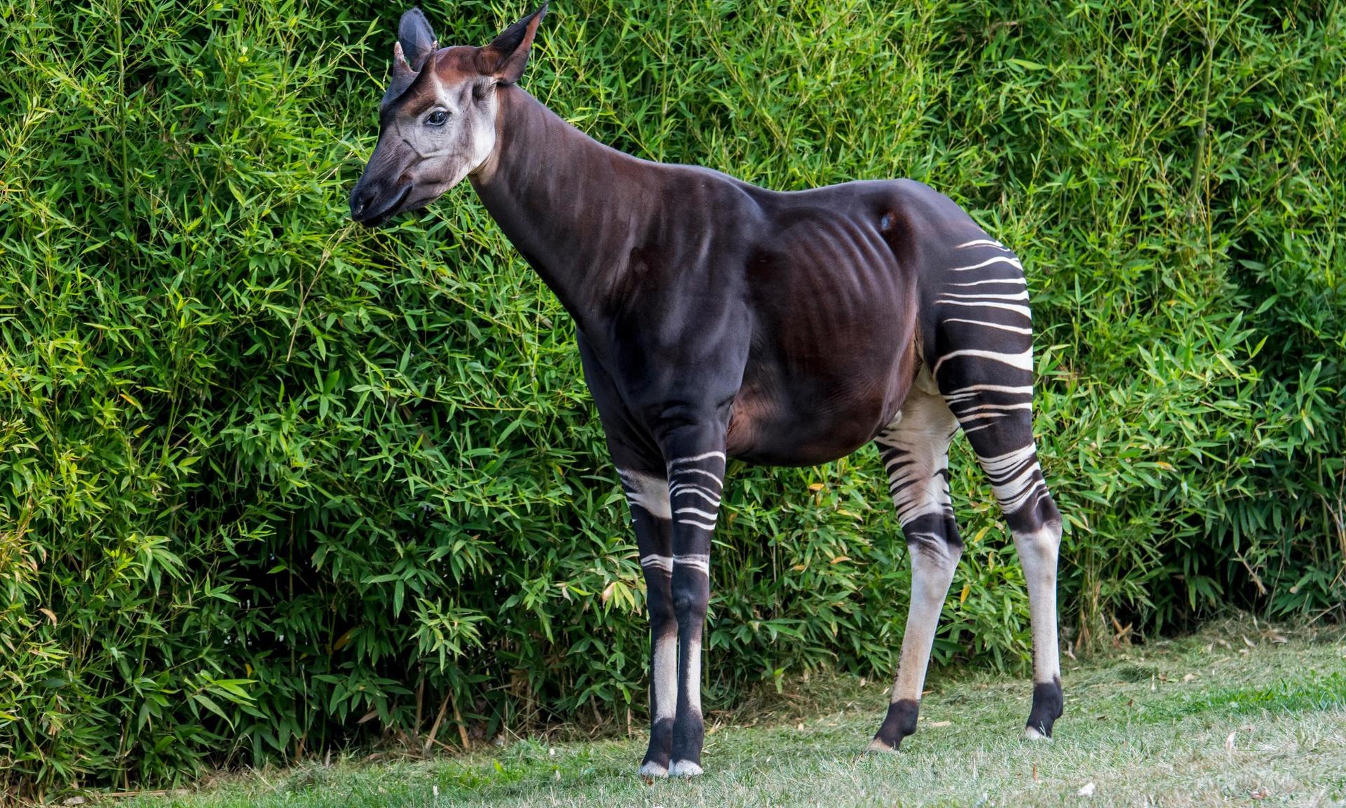 Национальный парк окапи находится в северной. Республика Конго окапи. Животное похожее на лошадь. Смесь зебры и жирафа. Окапи язык.