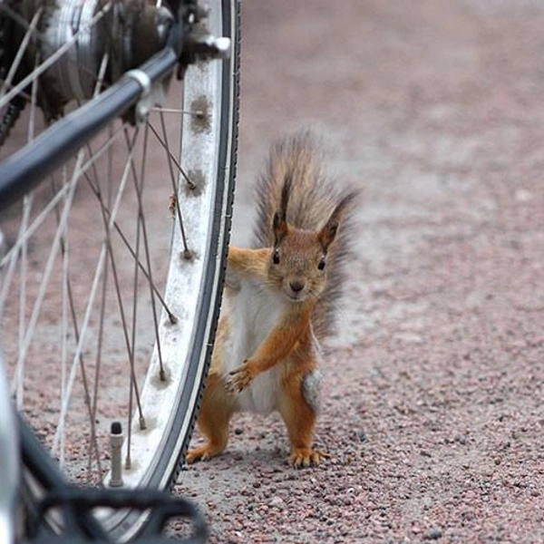 Источник: Lauri Talarmo / Vuoden Luontokuva 2011