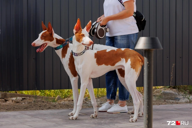 Так важно Атлас и Чивас стоят уже после прогулки, когда набегались изо всех сил | Источник: Ирина Шарова / 72.RU 