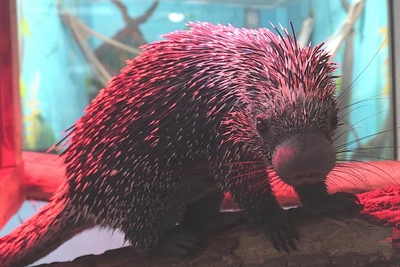 Цепкохвостый дикобраз обнюхал посетителей в Новосибирском зоопарке