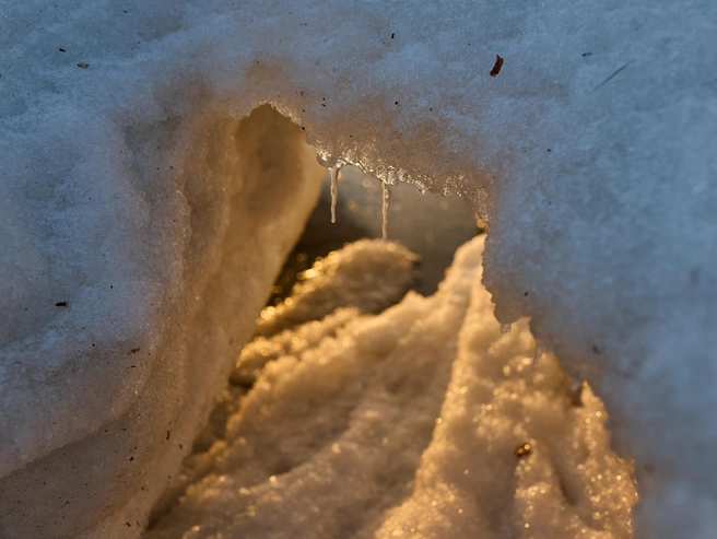 Источник: Александр Ощепков / NGS.RU