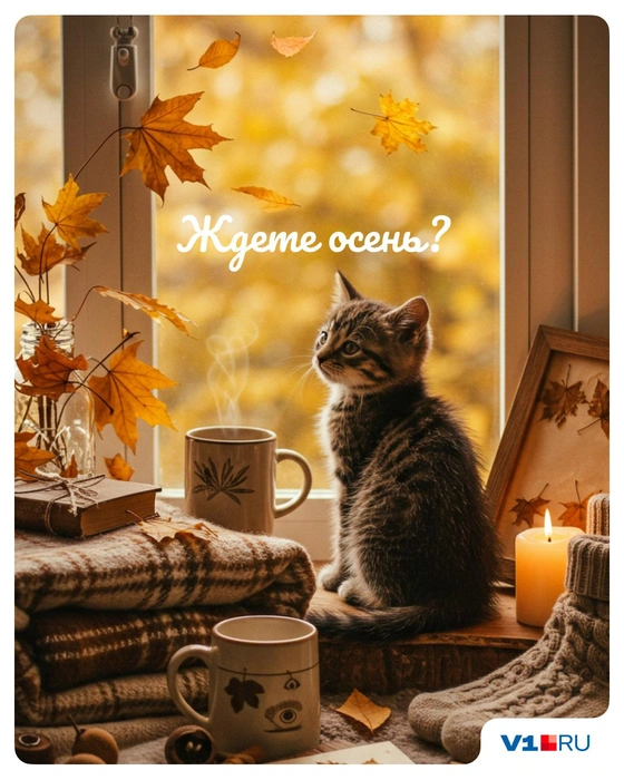 А котик, кажется, просто хочет ласки… | Источник: Полина Авдошина / V1.RU
