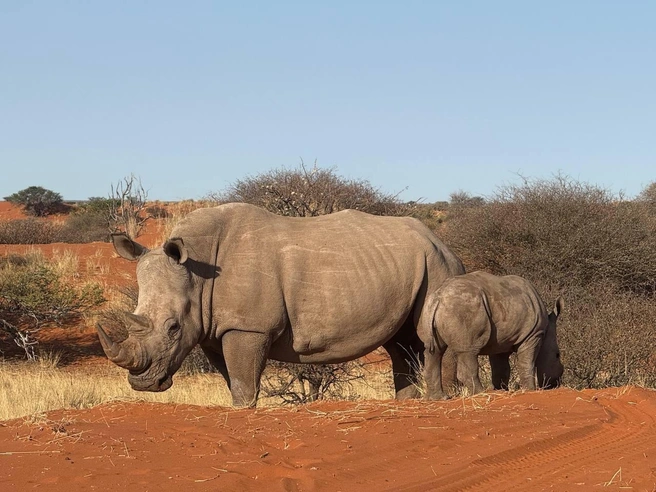 Еще одни представители африканской фауны | Источник: Лена Михеева / Vk.com