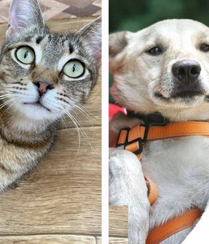 Котопёс недели: пёс Лаки и кот Тайгер