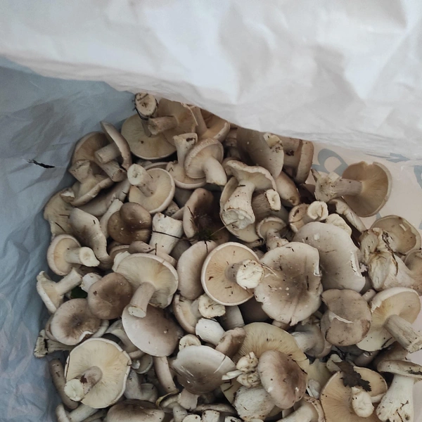 Говорушка дымчатая из Воскресенского района | Источник: Виталий Парамонов / Грибы в Подмосковье 2025 / VK.com