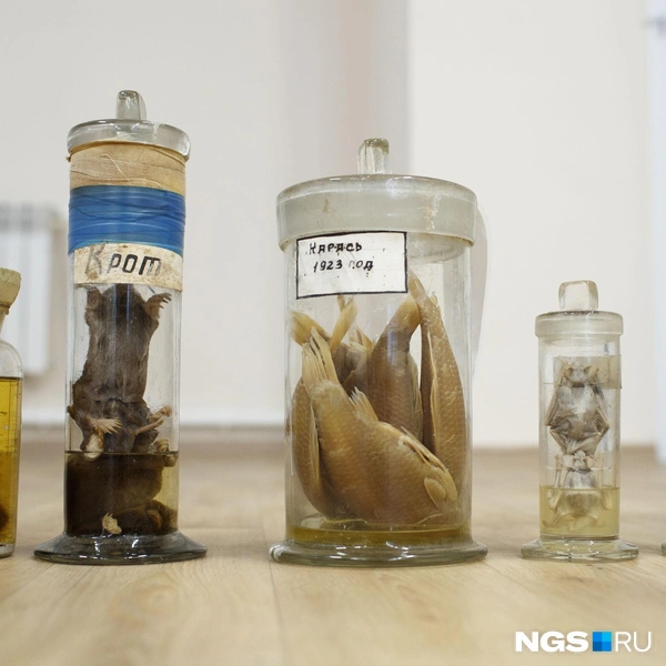 Ученые считают ее обнаружение настоящим чудом | Источник: Андрей Бортко / NGS.RU